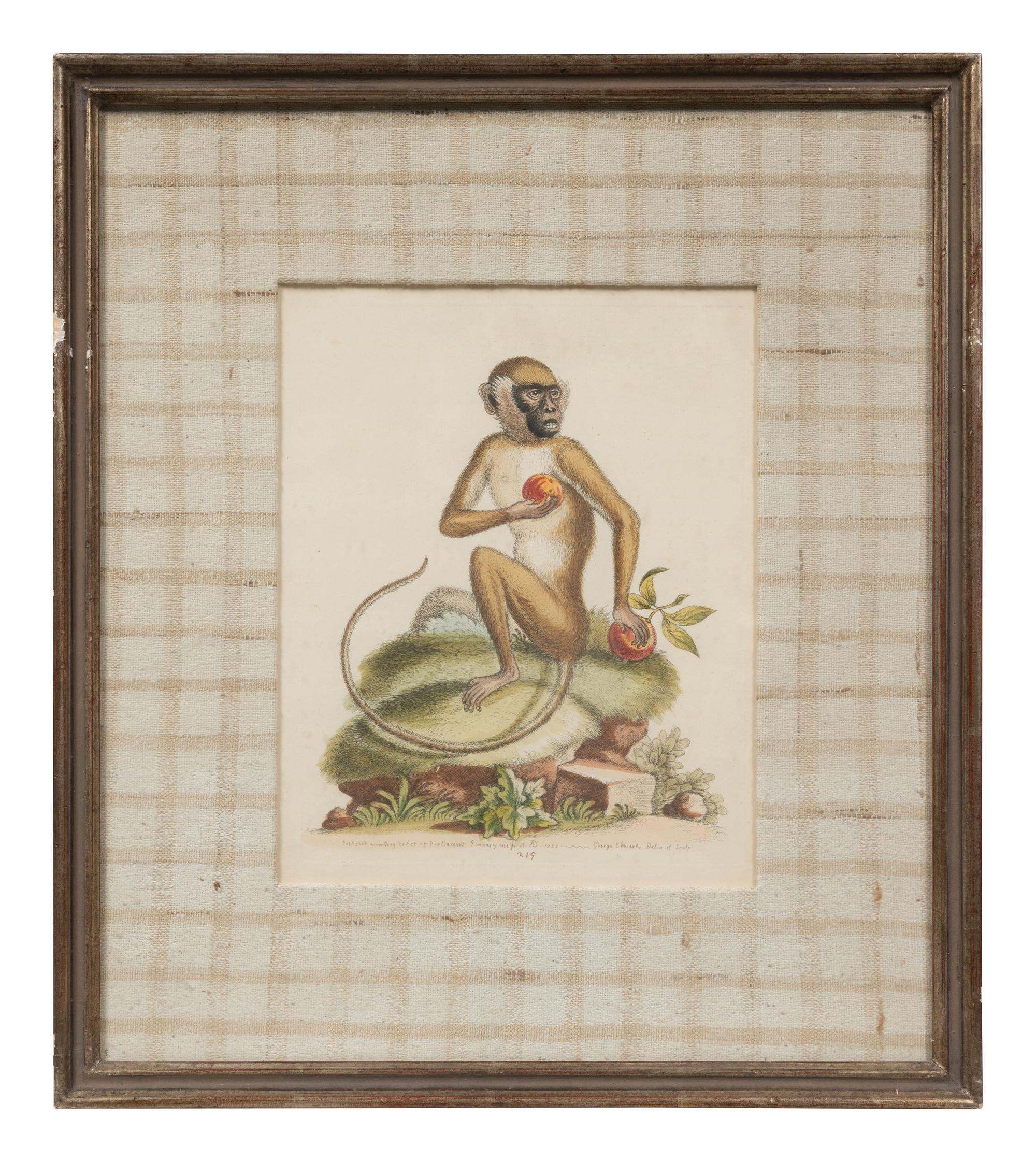 A Group of Six Continental Engravings Depicting Primates (Second Half 19th Century)