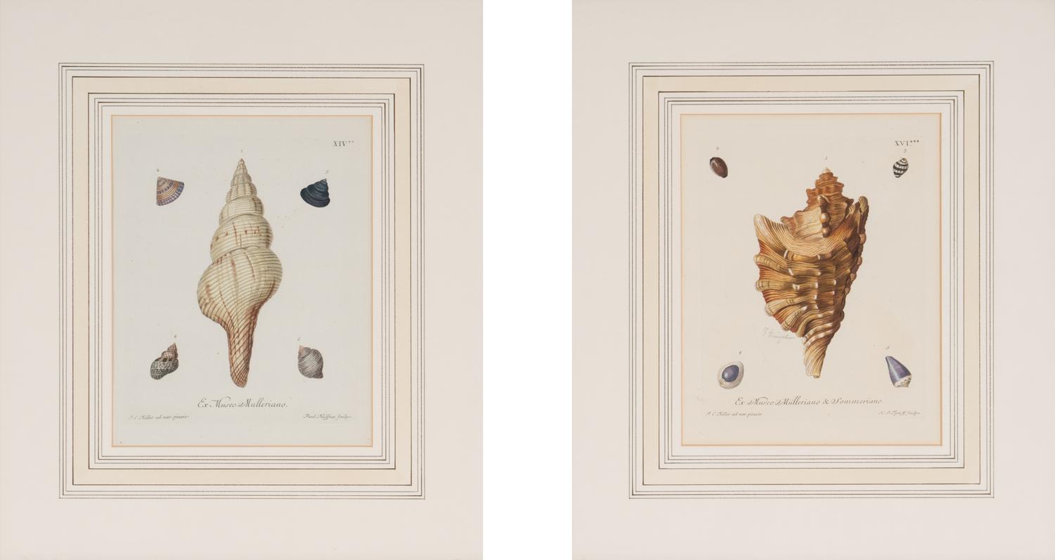 A Set of Eight Hand-Colored Engravings of Shell Specimens by Wolfgang Knorr (German, 18th Century)