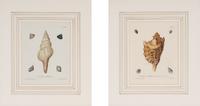 A Set of Eight Hand-Colored Engravings of Shell Specimens by Wolfgang Knorr (German, 18th Century)