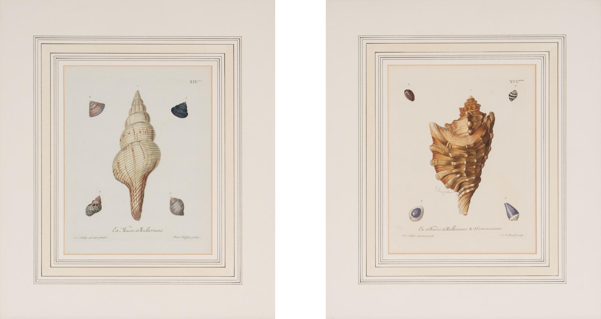 A Set of Eight Hand-Colored Engravings of Shell Specimens by Wolfgang Knorr (German, 18th Century)