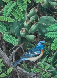 Axel Amuchastegui, (Argentinean, 1921-2002), Lazuli Bunting, 1987