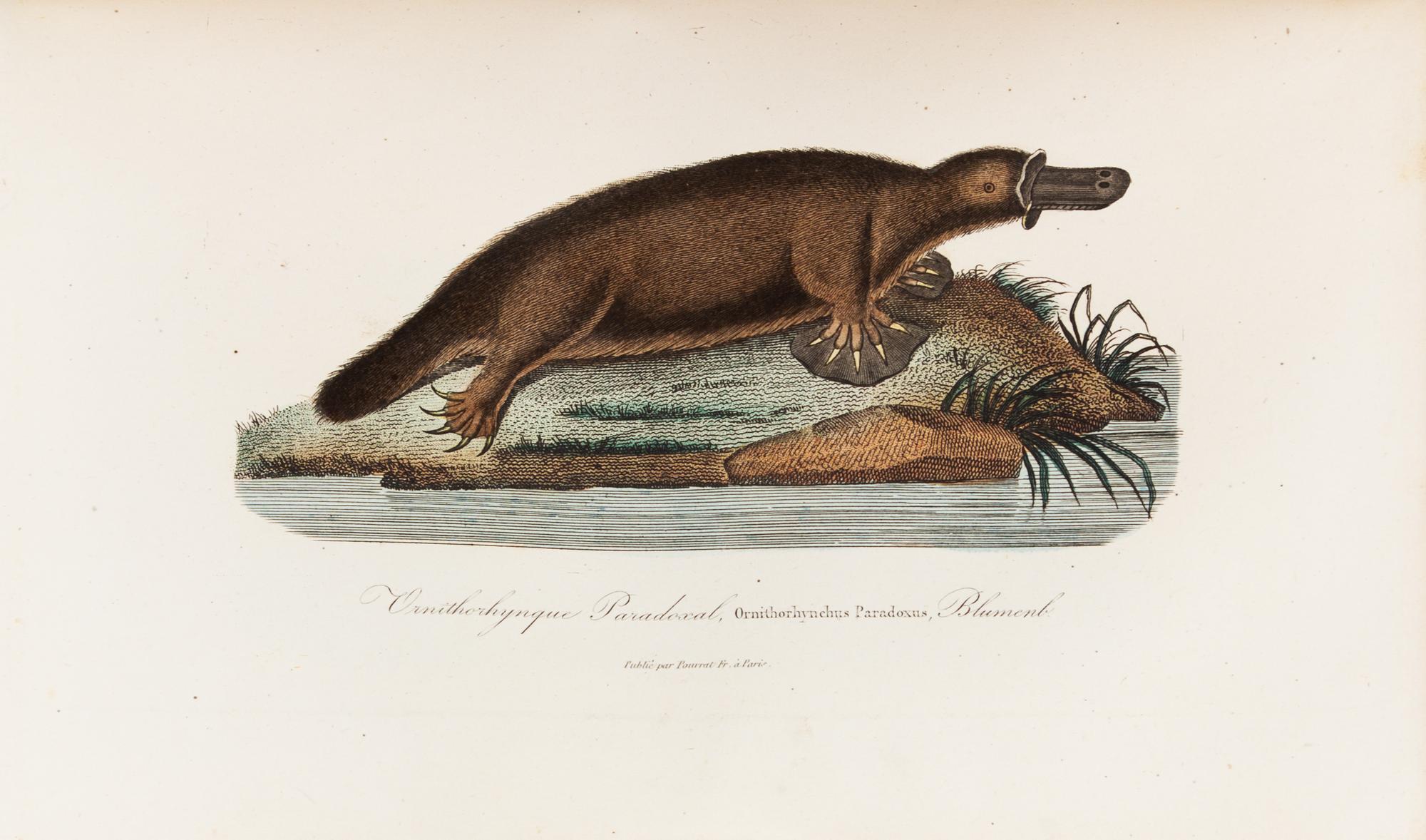 LESSON, René Primevère (1794-1849). Voyage autour du Monde... Paris, 1839. FIRST EDITION.