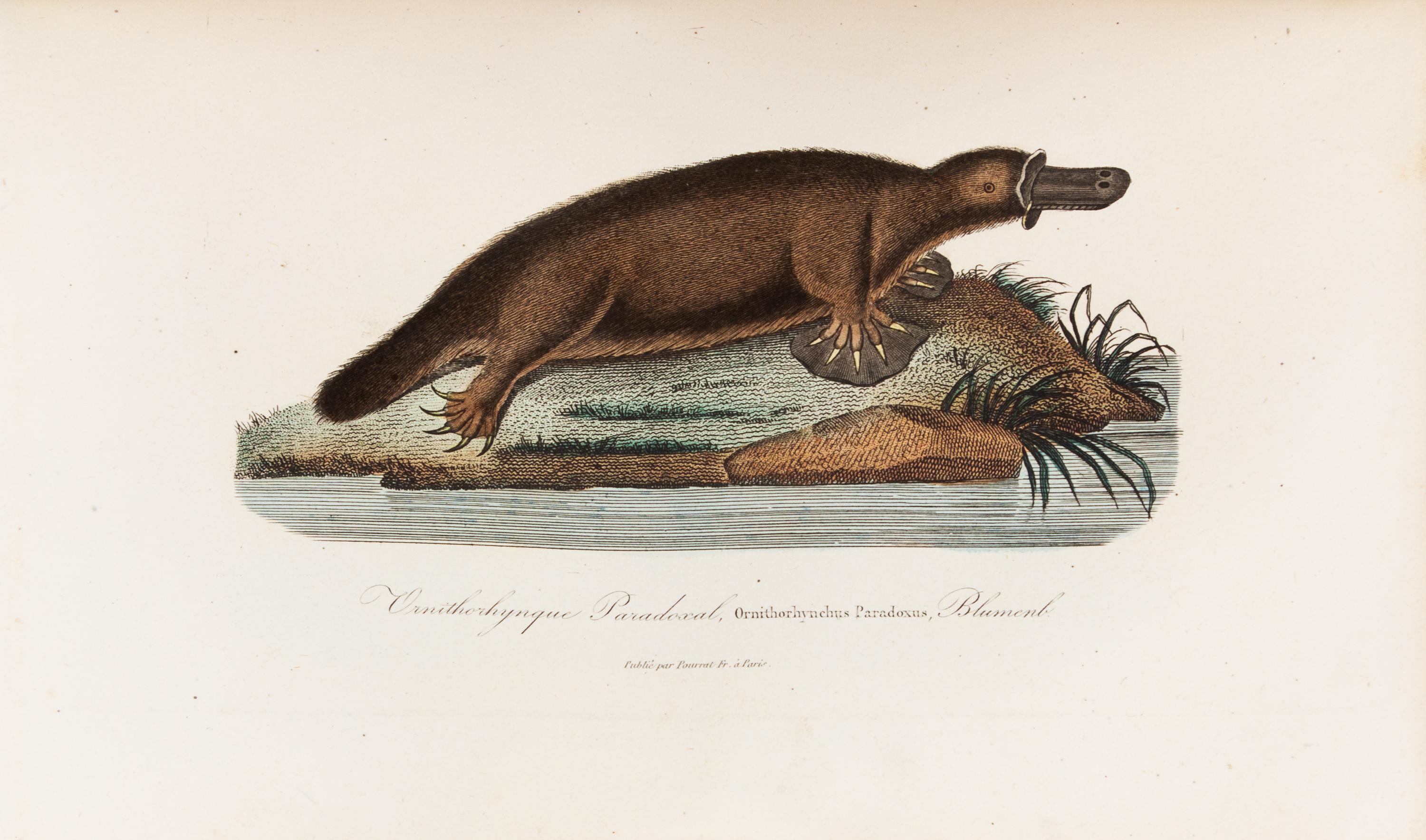 LESSON, René Primevère (1794-1849). Voyage autour du Monde... Paris, 1839. FIRST EDITION.