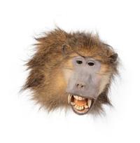 A Shoulder Mount Taxidermy Chacma Baboon