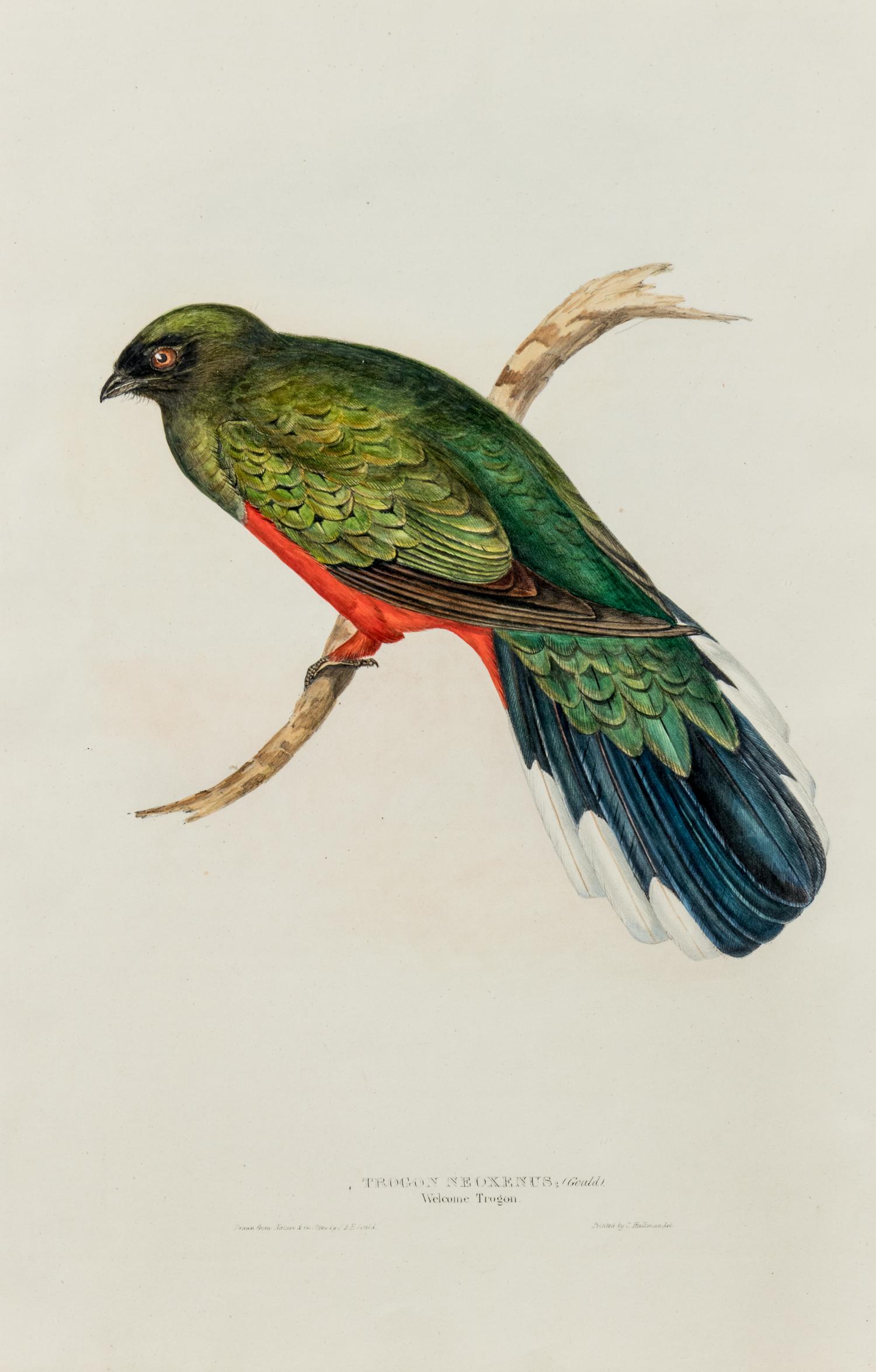 GOULD, John (1804-1881)