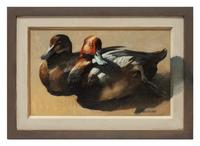 Read Head Ducks