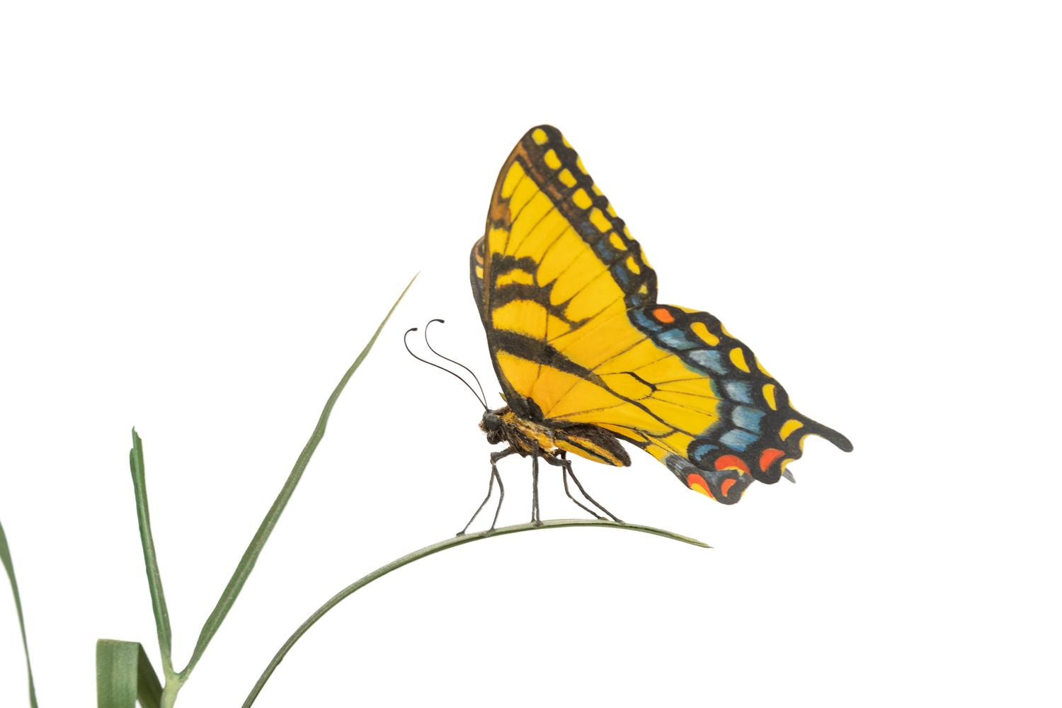 Swallowtail , Amaranth Botanical Sculpture, edition 22/500
