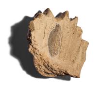 Two Etruscan Terracotta Antefix Fragments