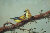 Exotic Birds in Misty Forest