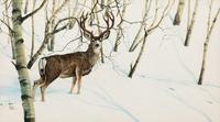 Aspen and Snow - Mule Deer