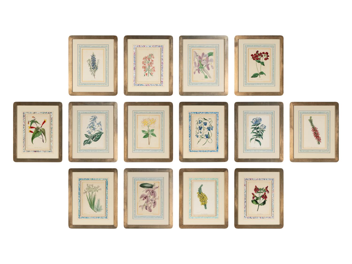 A Collection of Fourteen English Hand-Colored Botanical Engravings