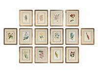 A Collection of Fourteen English Hand-Colored Botanical Engravings