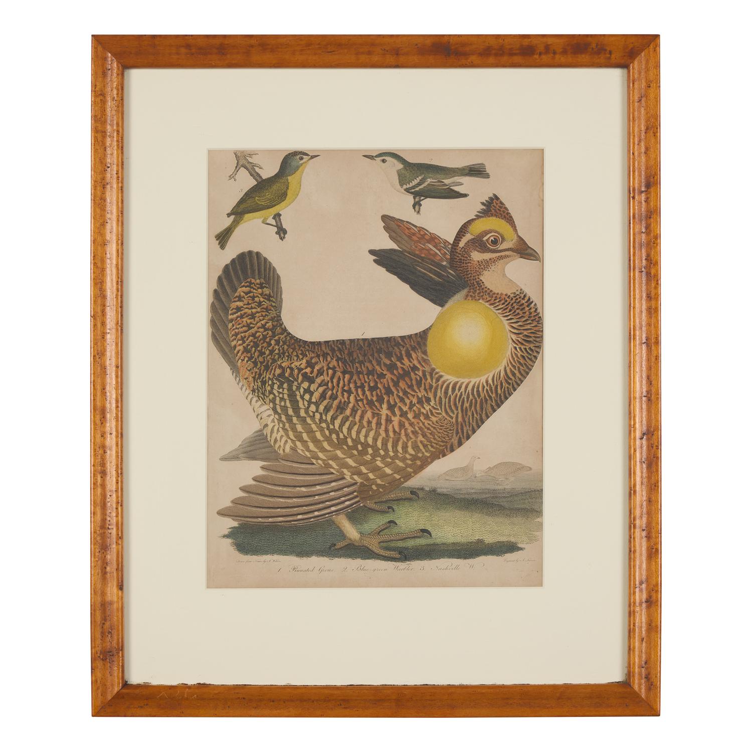 Alexander Lawson (1773-1846) and John G. Warnicke (died 1818), After Alexander Wilson (1766-1813), A Set of Sixteen Hand-Colored Engravings of Various Birds