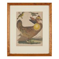 Alexander Lawson (1773-1846) and John G. Warnicke (died 1818), After Alexander Wilson (1766-1813), A Set of Sixteen Hand-Colored Engravings of Various Birds