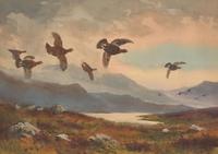 Grouse on the Moor