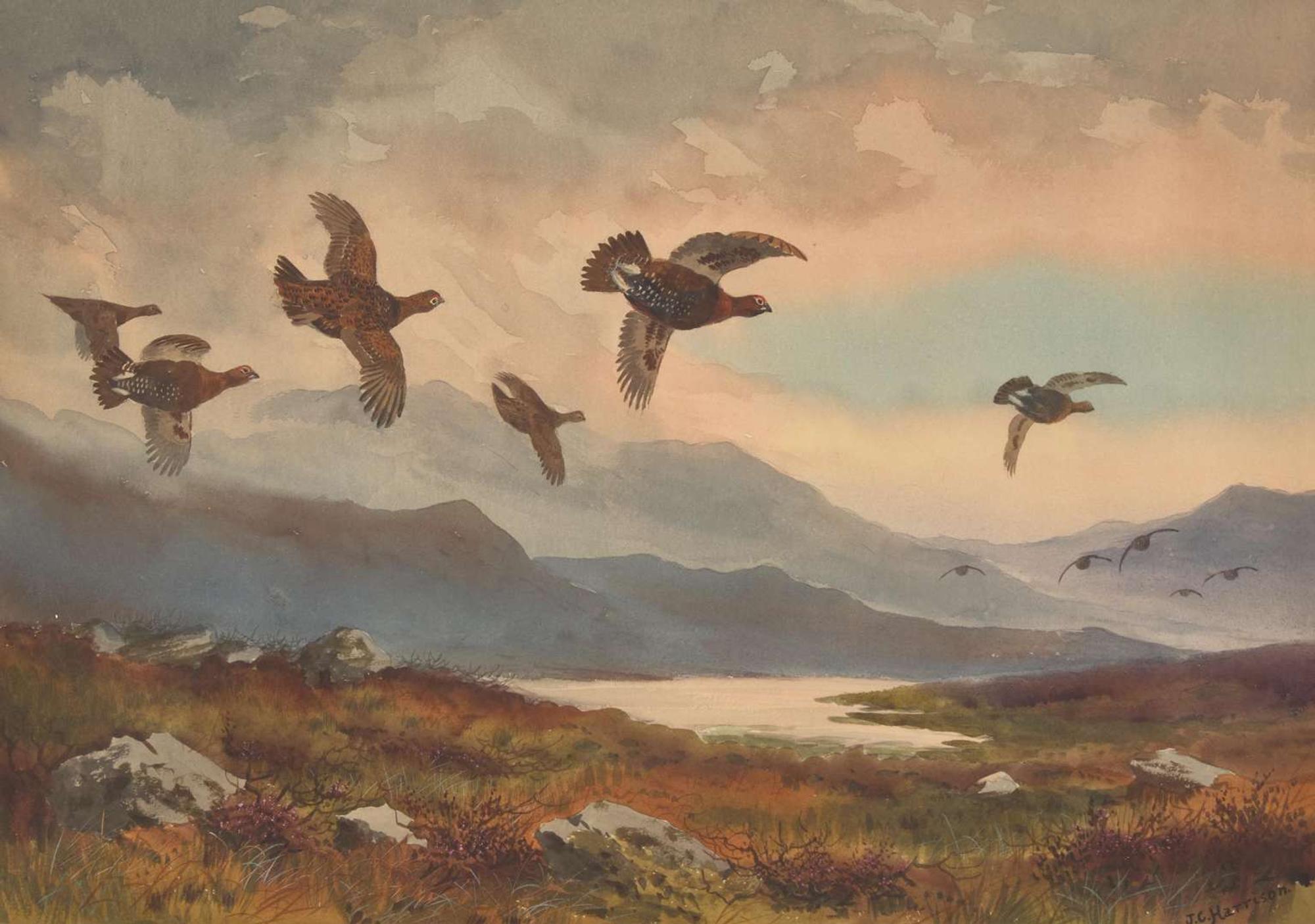 Grouse on the Moor