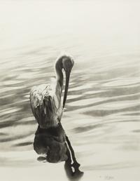 White Pelican