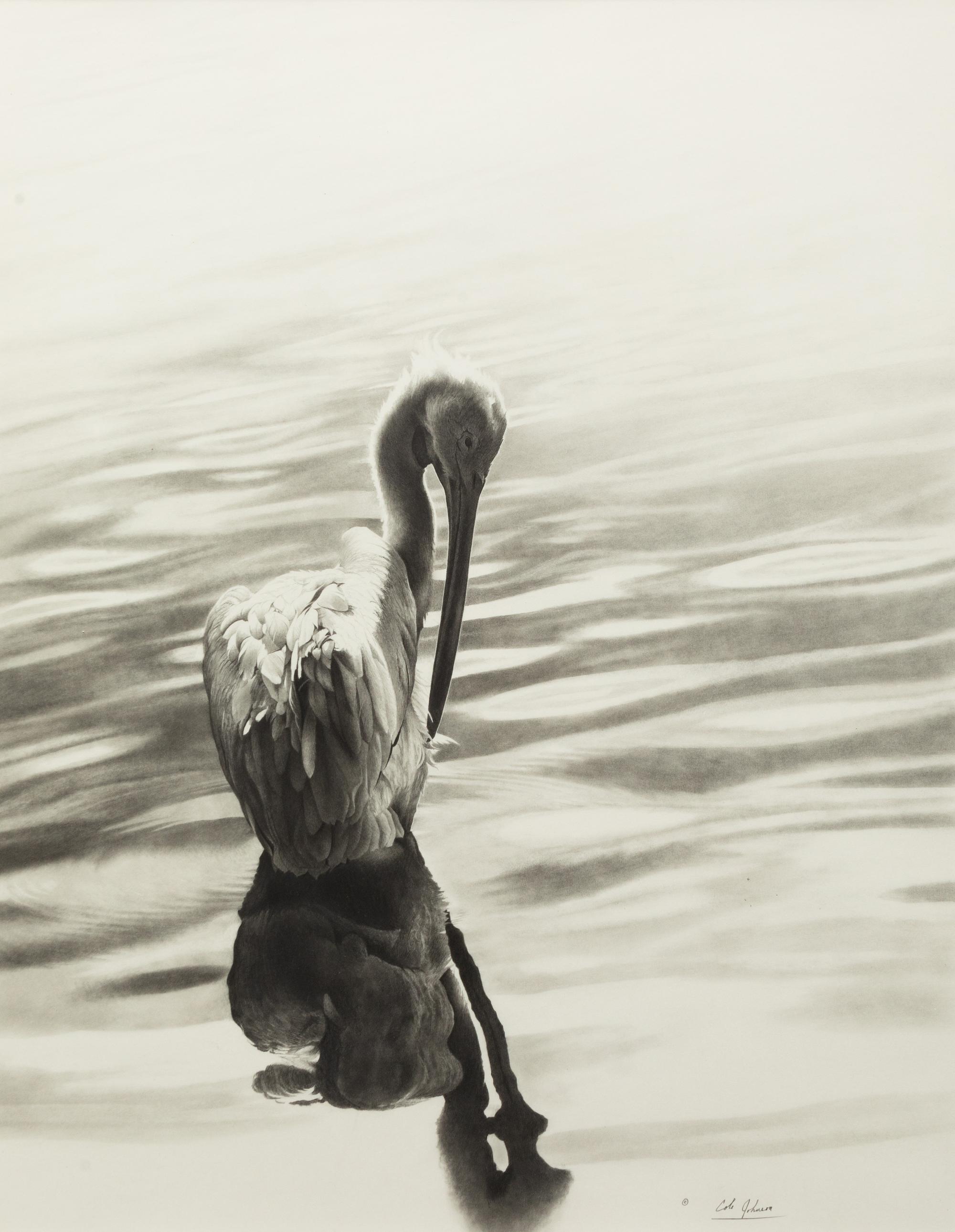 White Pelican