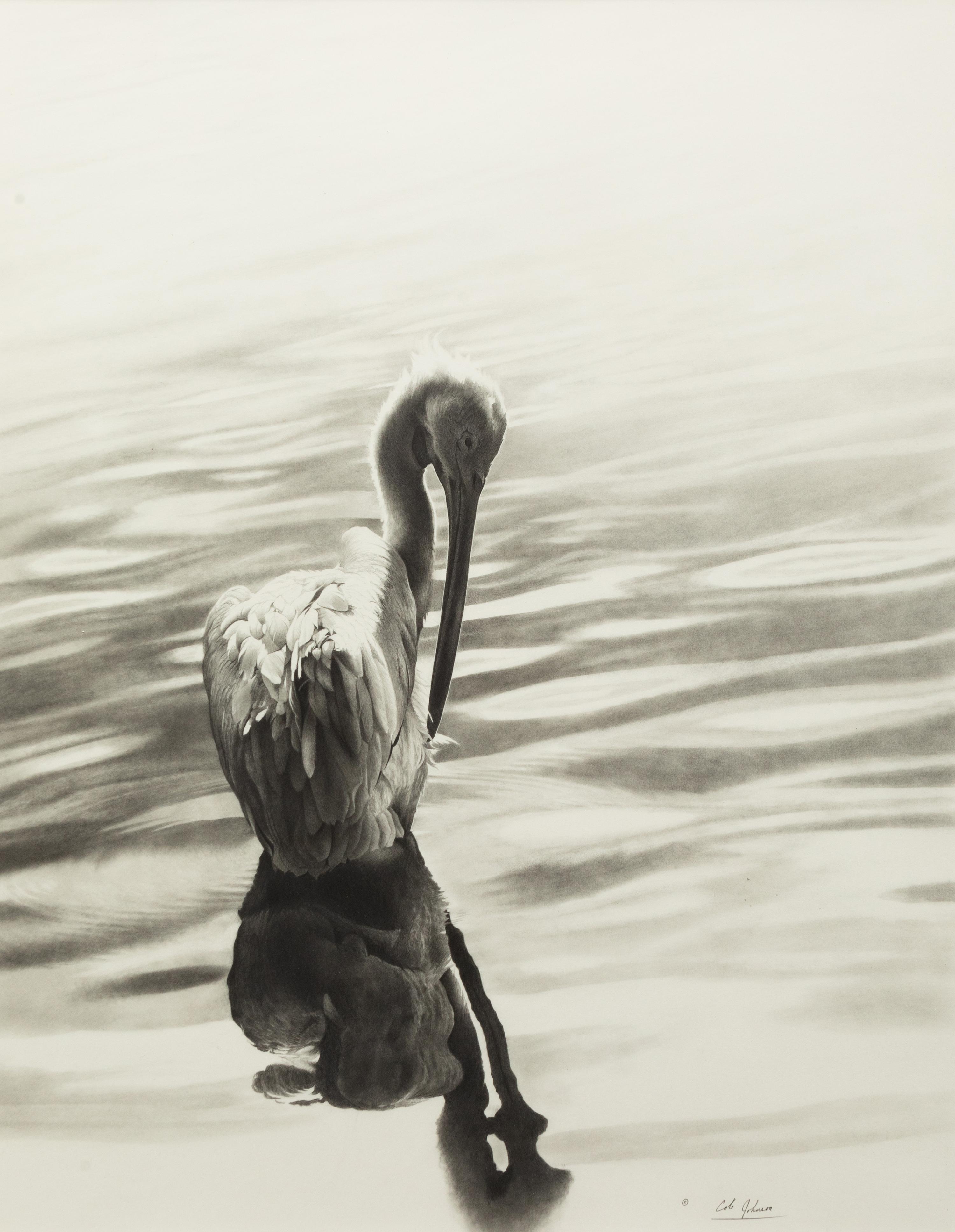 White Pelican