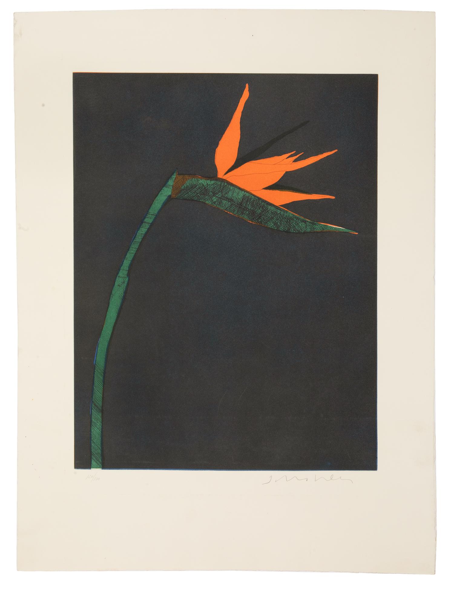 Bird of Paradise, edition 120/120