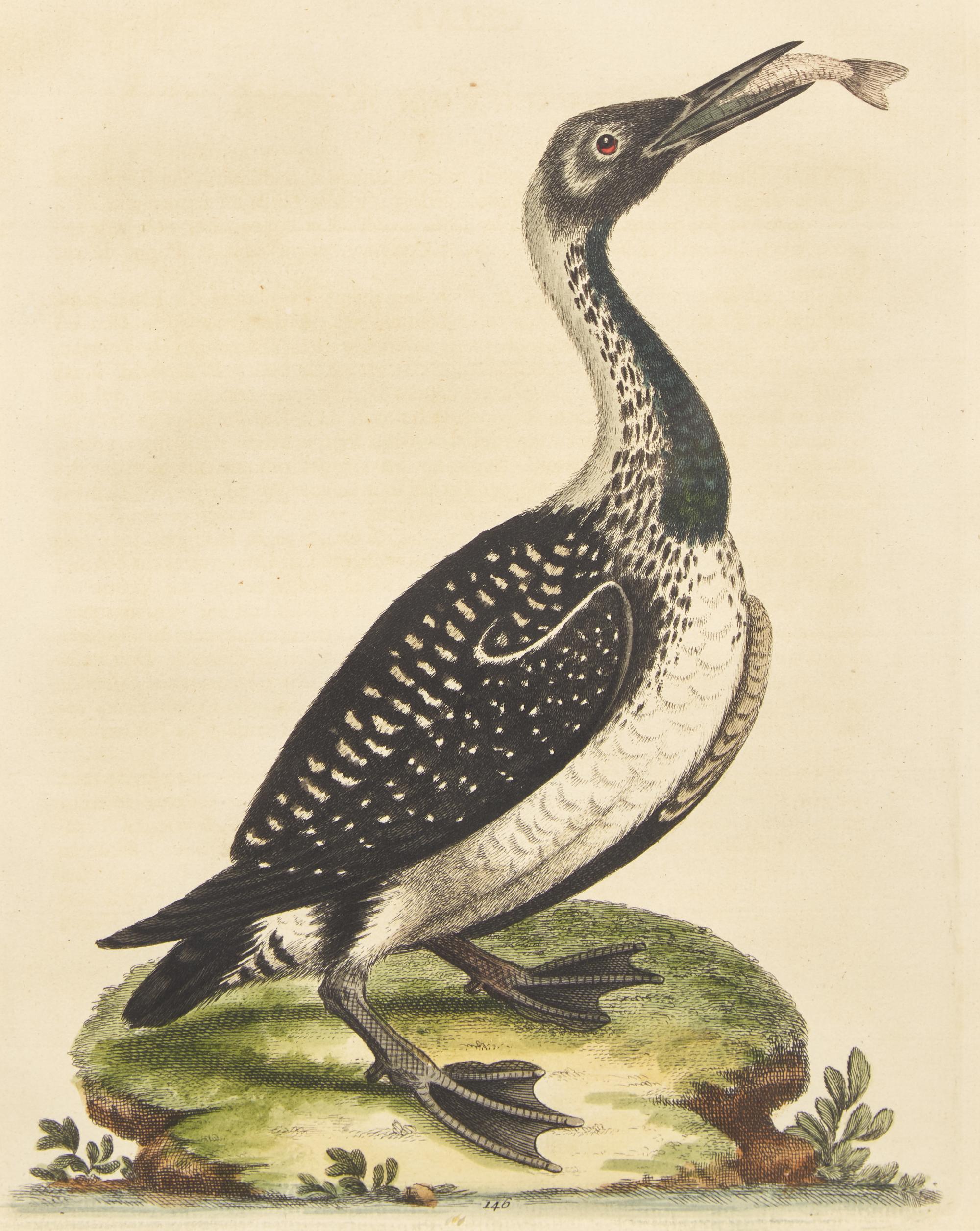George Edwards (English, 1694-1773), A Set of Twelve Framed Hand-Colored Engravings Depicting Various Birds