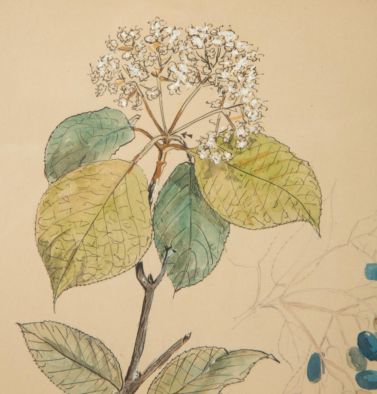 Eighteen Botanical Watercolors