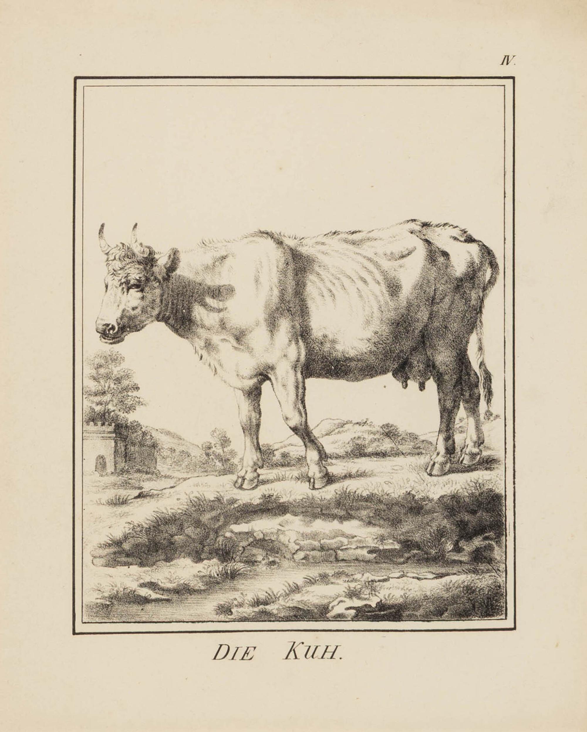 A Set of Nine Framed German Zoological Engravings