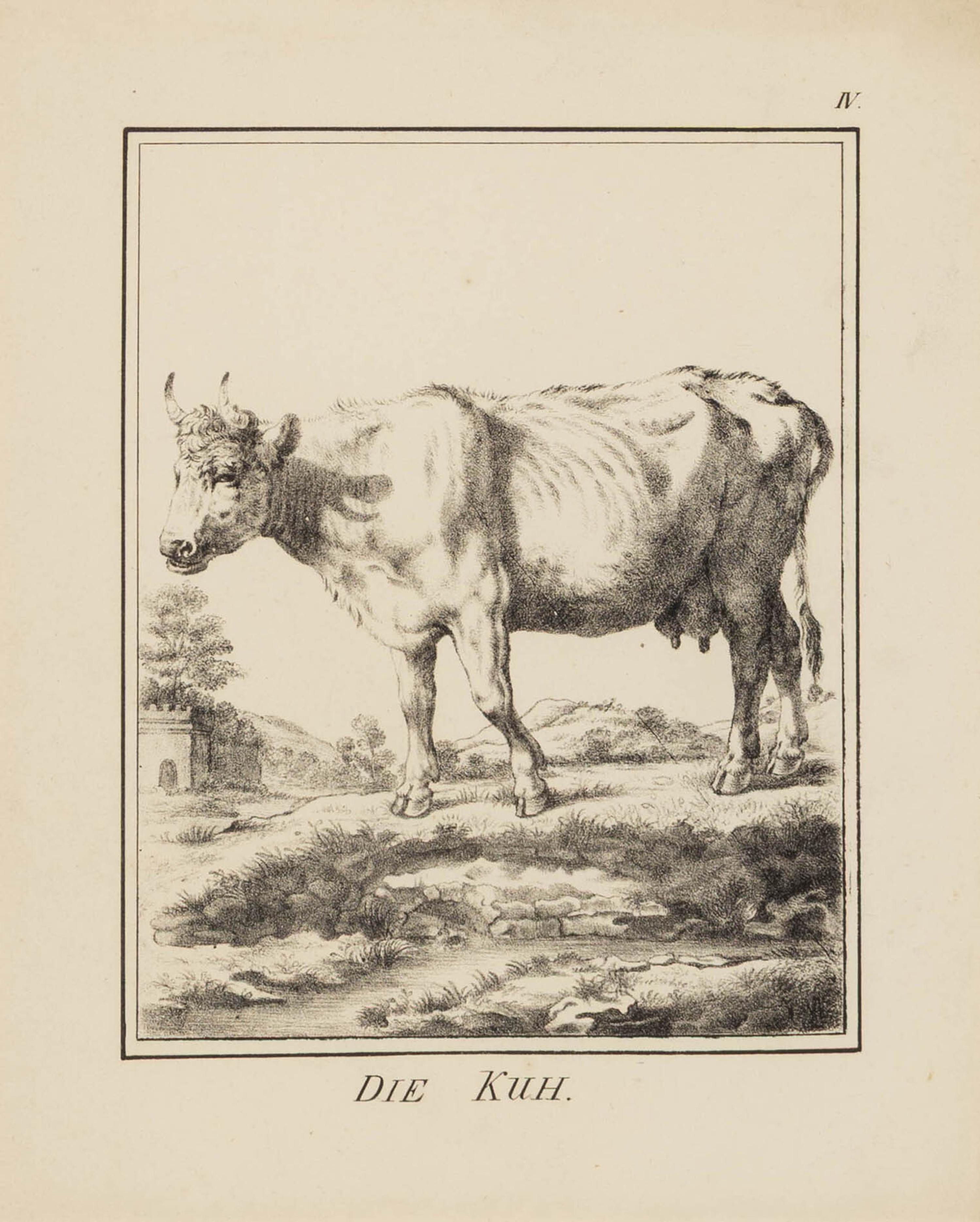 A Set of Nine Framed German Zoological Engravings