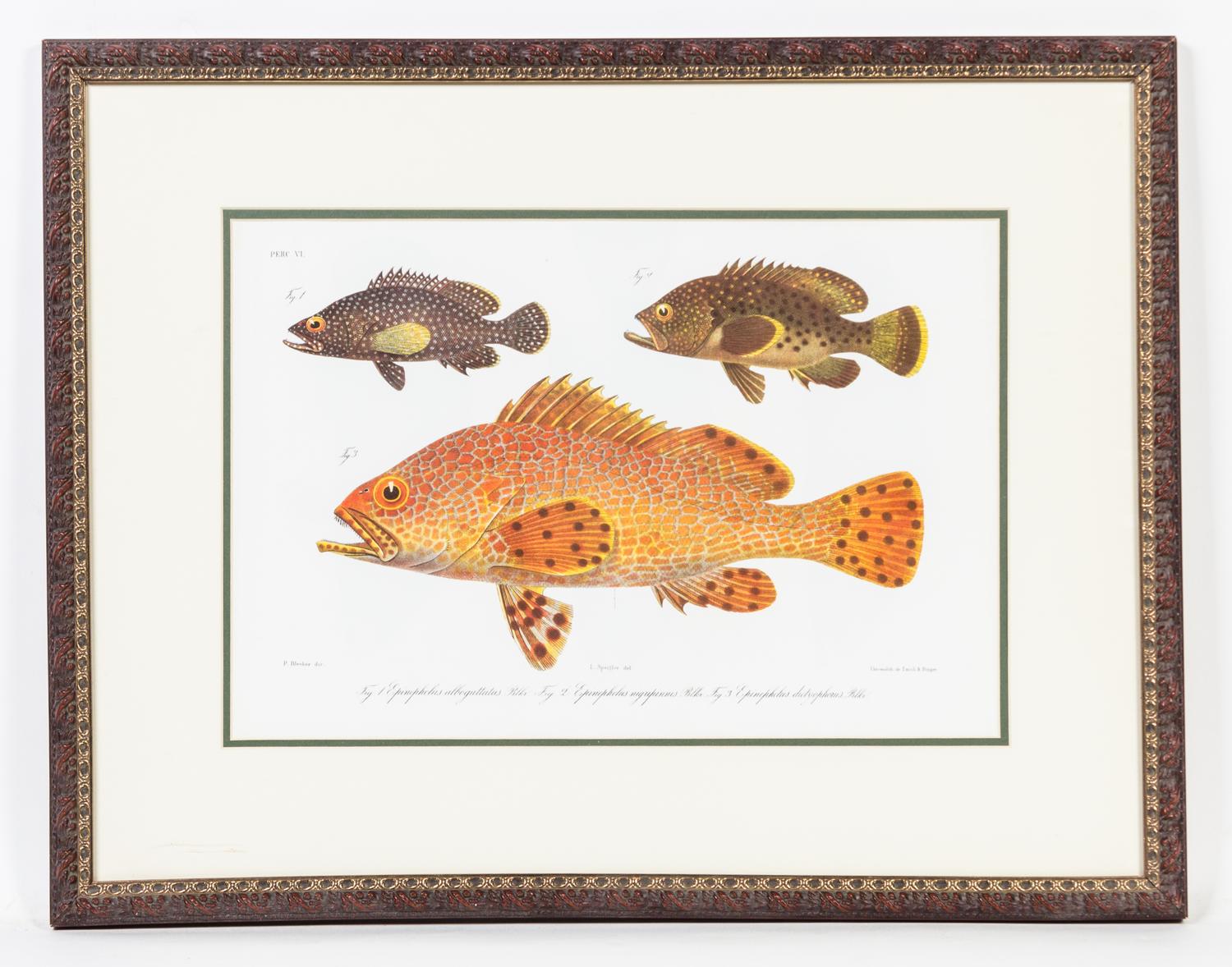 A Set of Four Ichthyological Prints Height of each 19 1/2 x width 25 inches (framed).