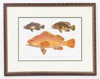 A Set of Four Ichthyological Prints Height of each 19 1/2 x width 25 inches (framed).