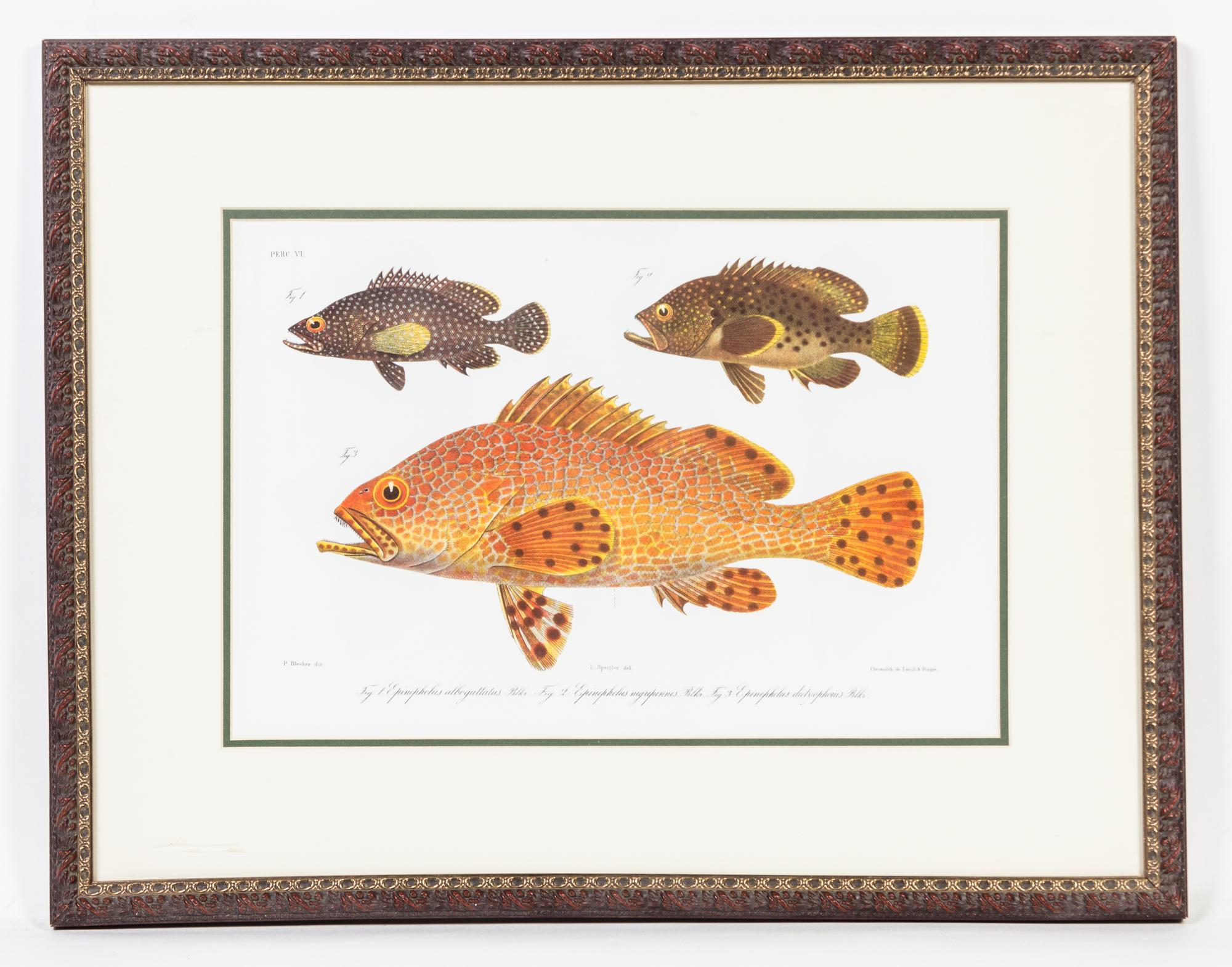 A Set of Four Ichthyological Prints Height of each 19 1/2 x width 25 inches (framed).
