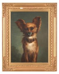 A Papillon