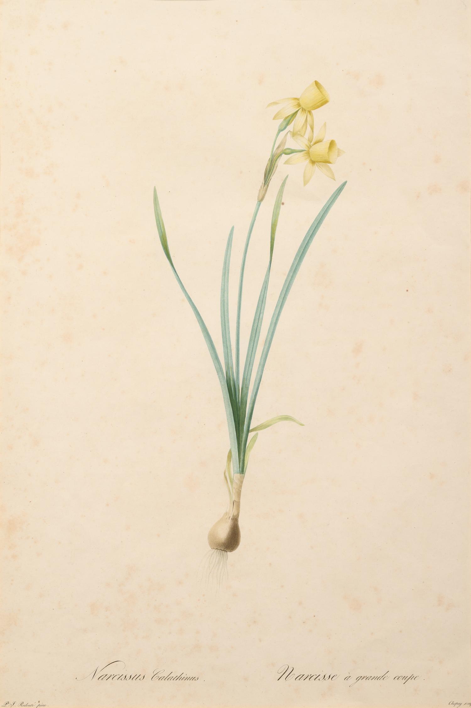 A Set of Six Botanical Artworks
