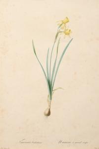 A Set of Six Botanical Artworks