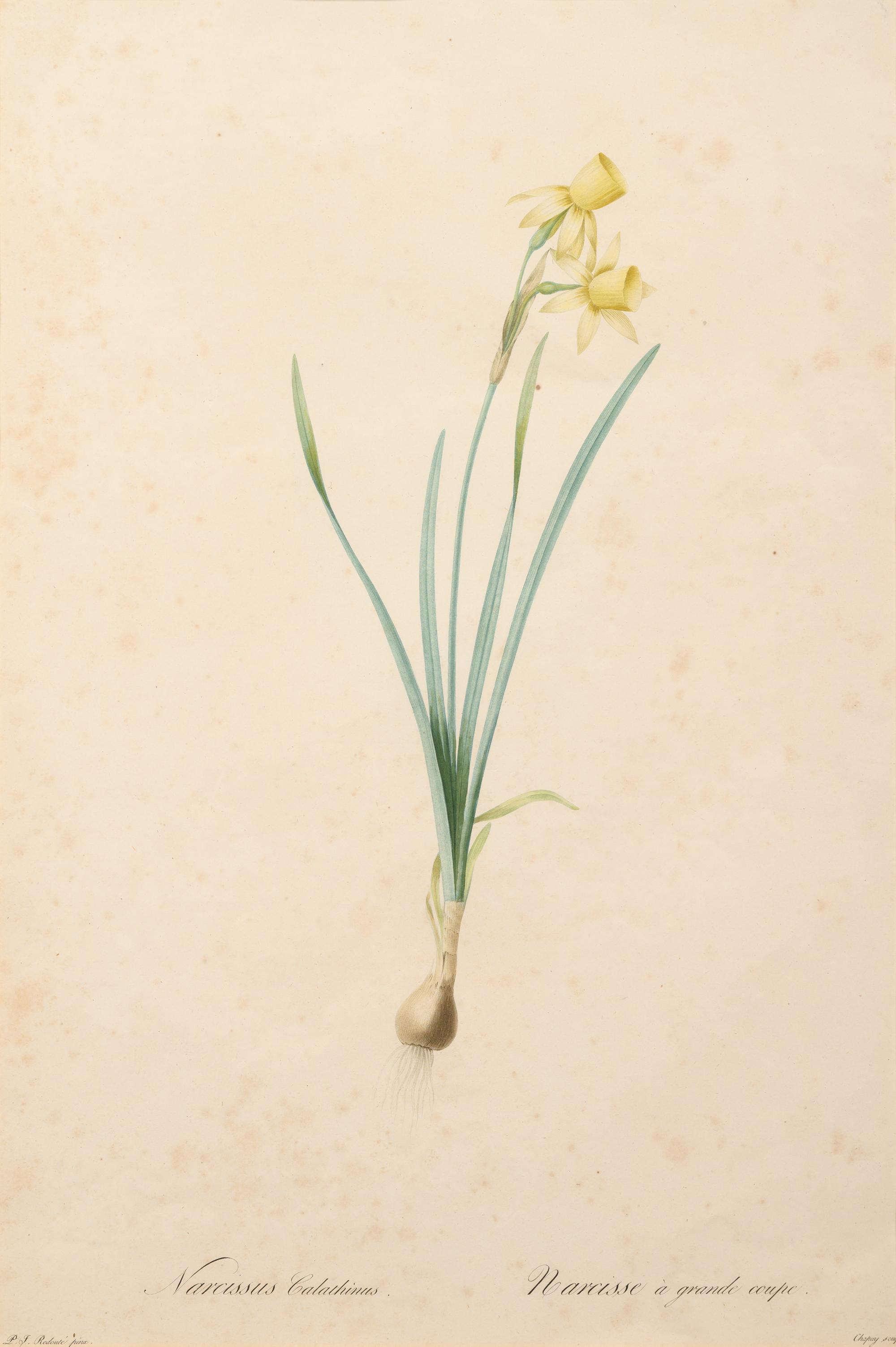 A Set of Six Botanical Artworks
