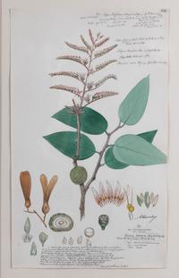 Four Botanical Watercolors