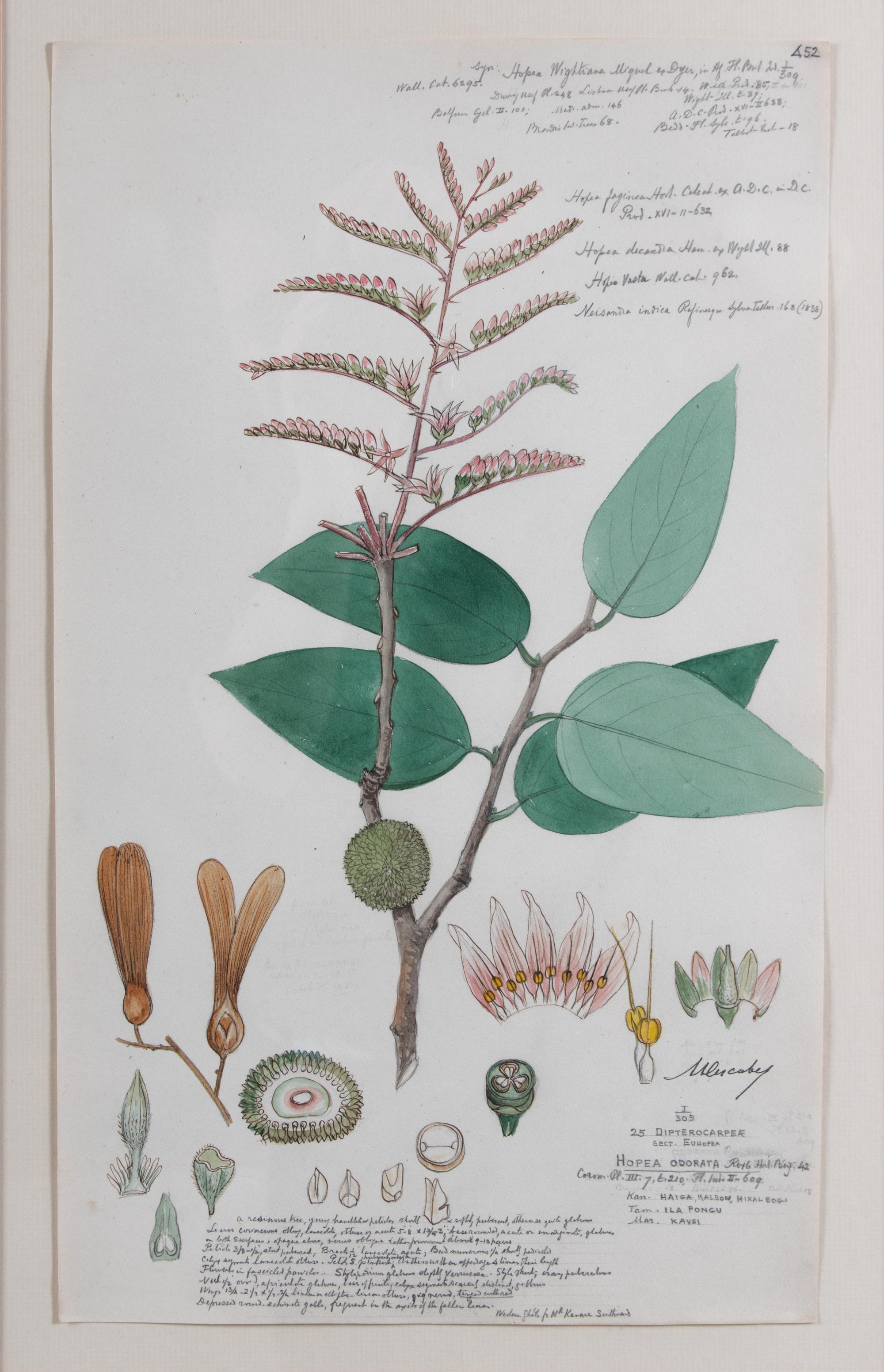 Four Botanical Watercolors