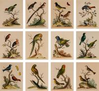 A Set of Twelve Hand Colored Bird Engravings by George Edwards (English, 1694-1773)