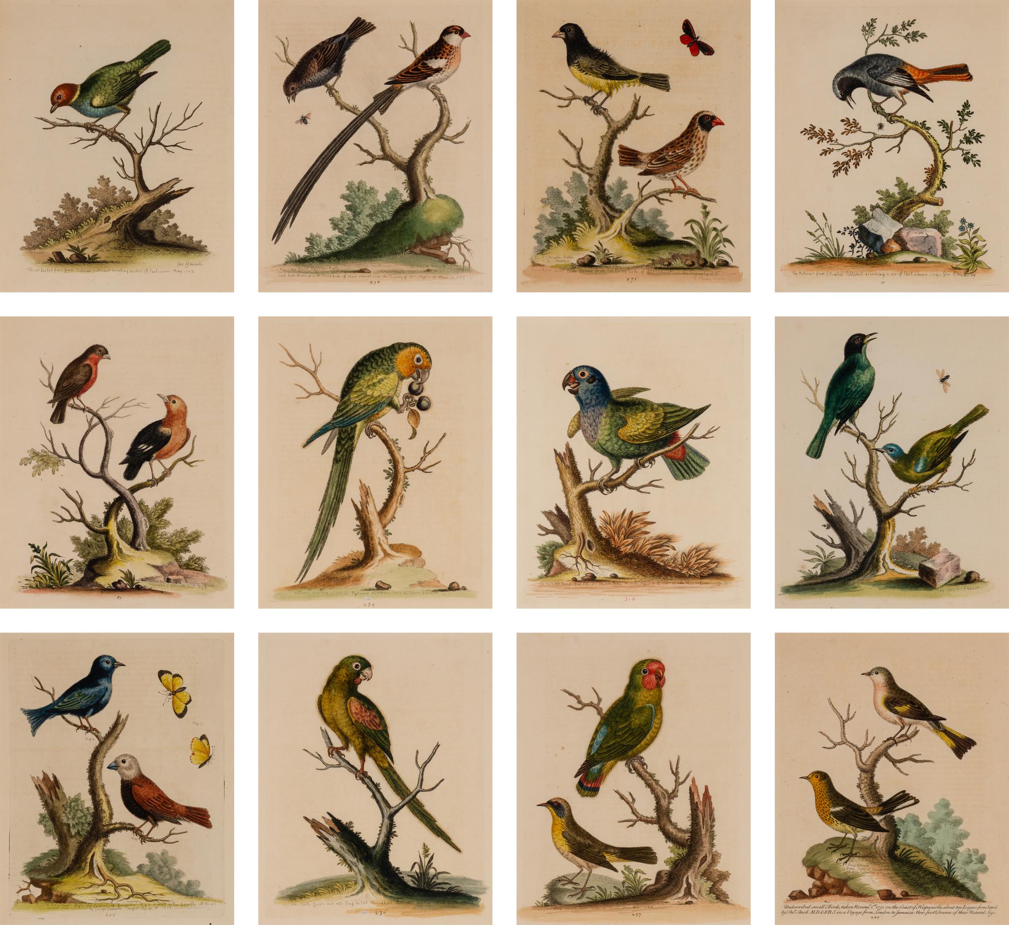 A Set of Twelve Hand Colored Bird Engravings by George Edwards (English, 1694-1773)