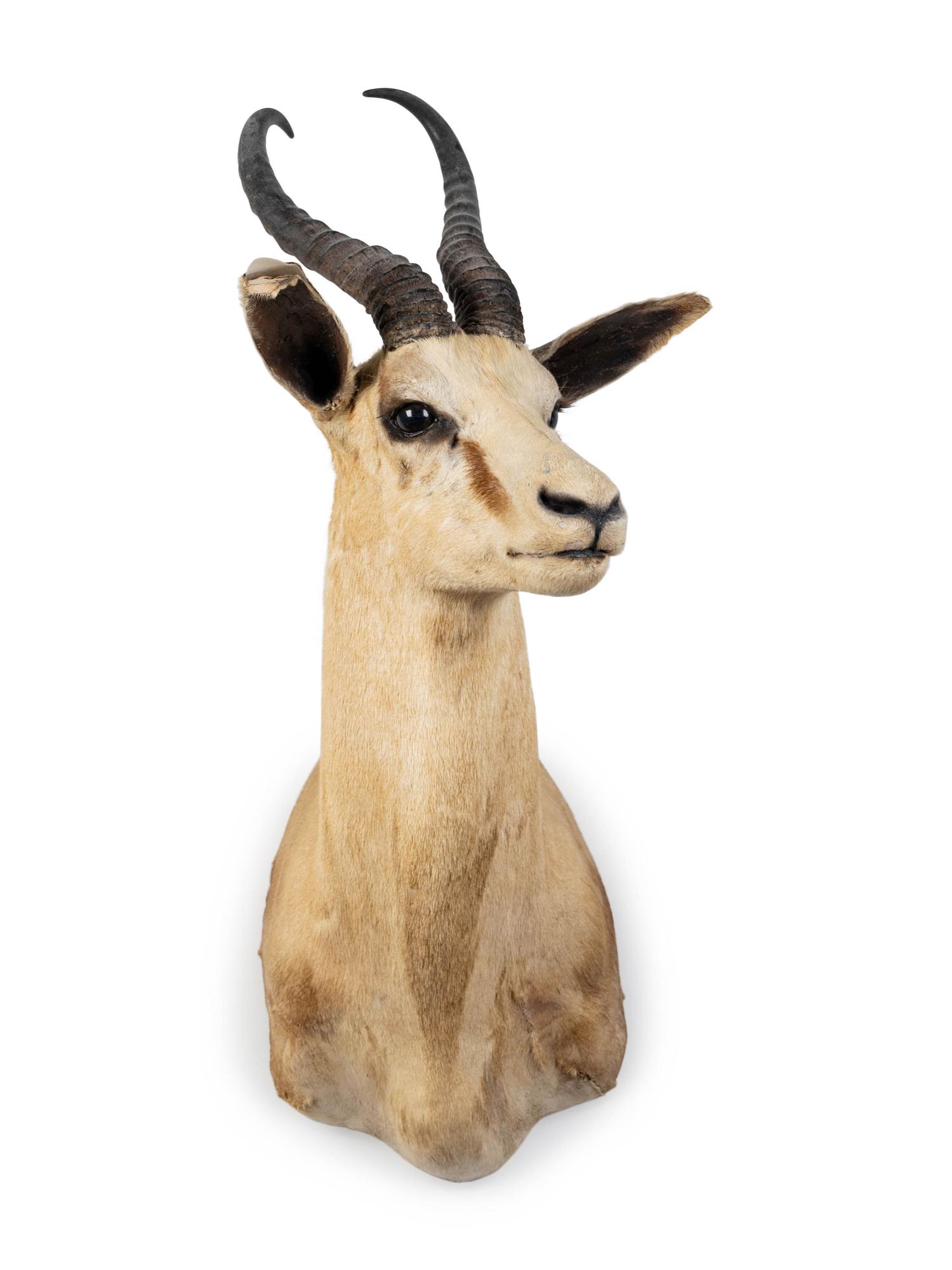 A Shoulder Mount Taxidermy Springbok