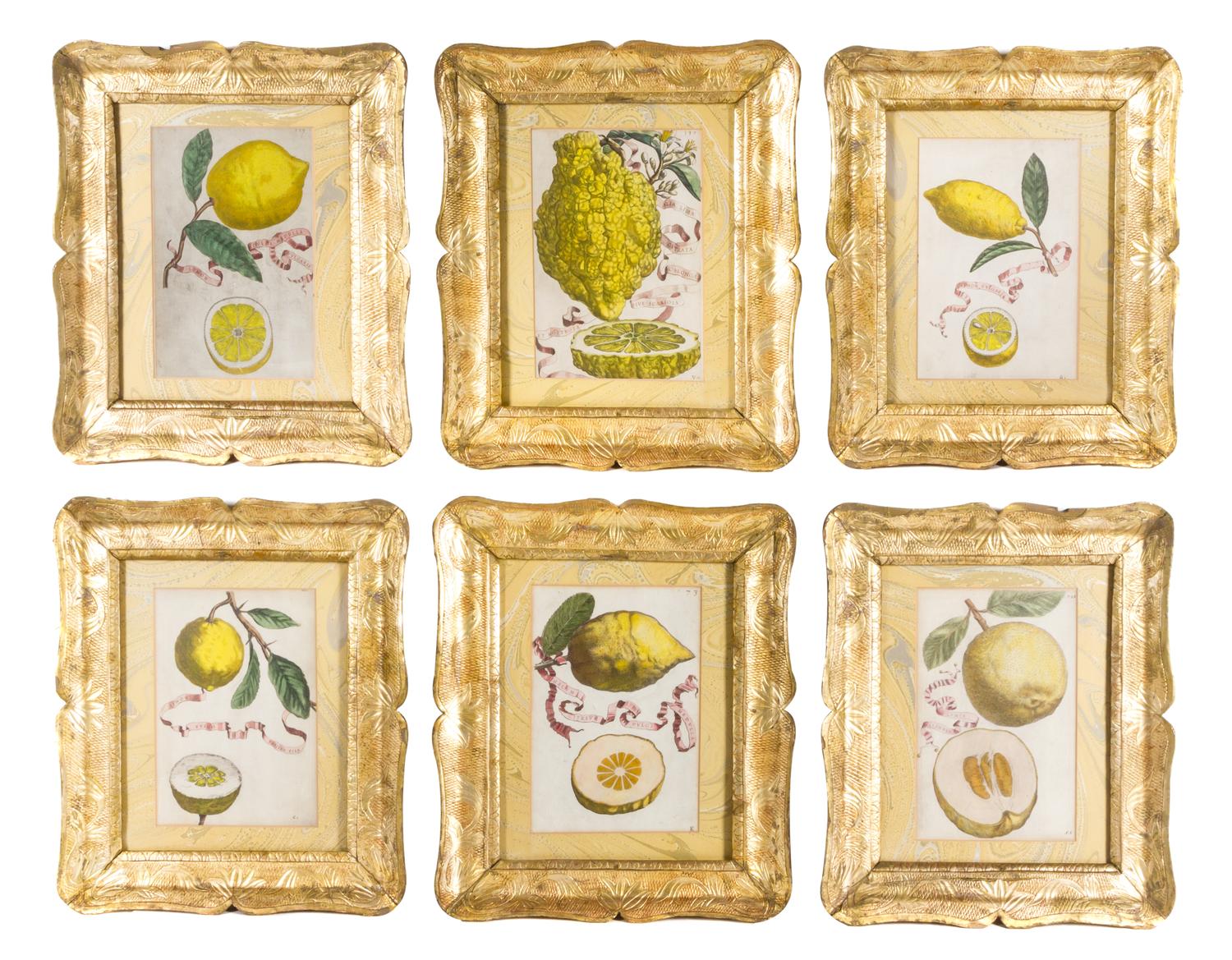 A Set of Six Continental Handcolored Botanical Citrus Prints, after Giovanni Battista Ferrari (c. 1582 - 1655), Height 12 x width 7 1/2