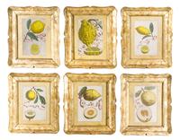 A Set of Six Continental Handcolored Botanical Citrus Prints, after Giovanni Battista Ferrari (c. 1582 - 1655), Height 12 x width 7 1/2