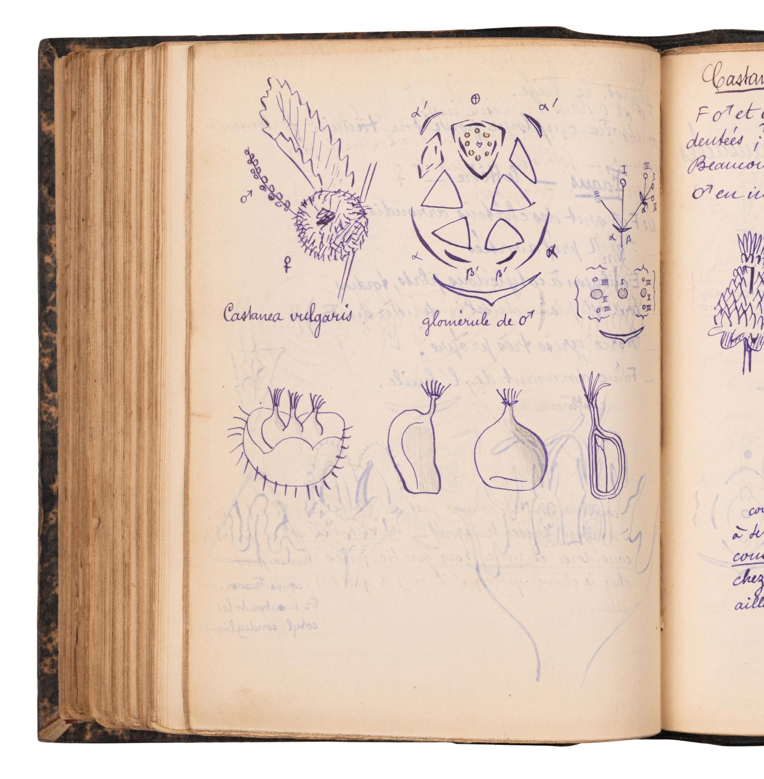 [BOTANY & GARDENING -- MANUSCRIPTS]. A group of 5 manuscripts, comprising: