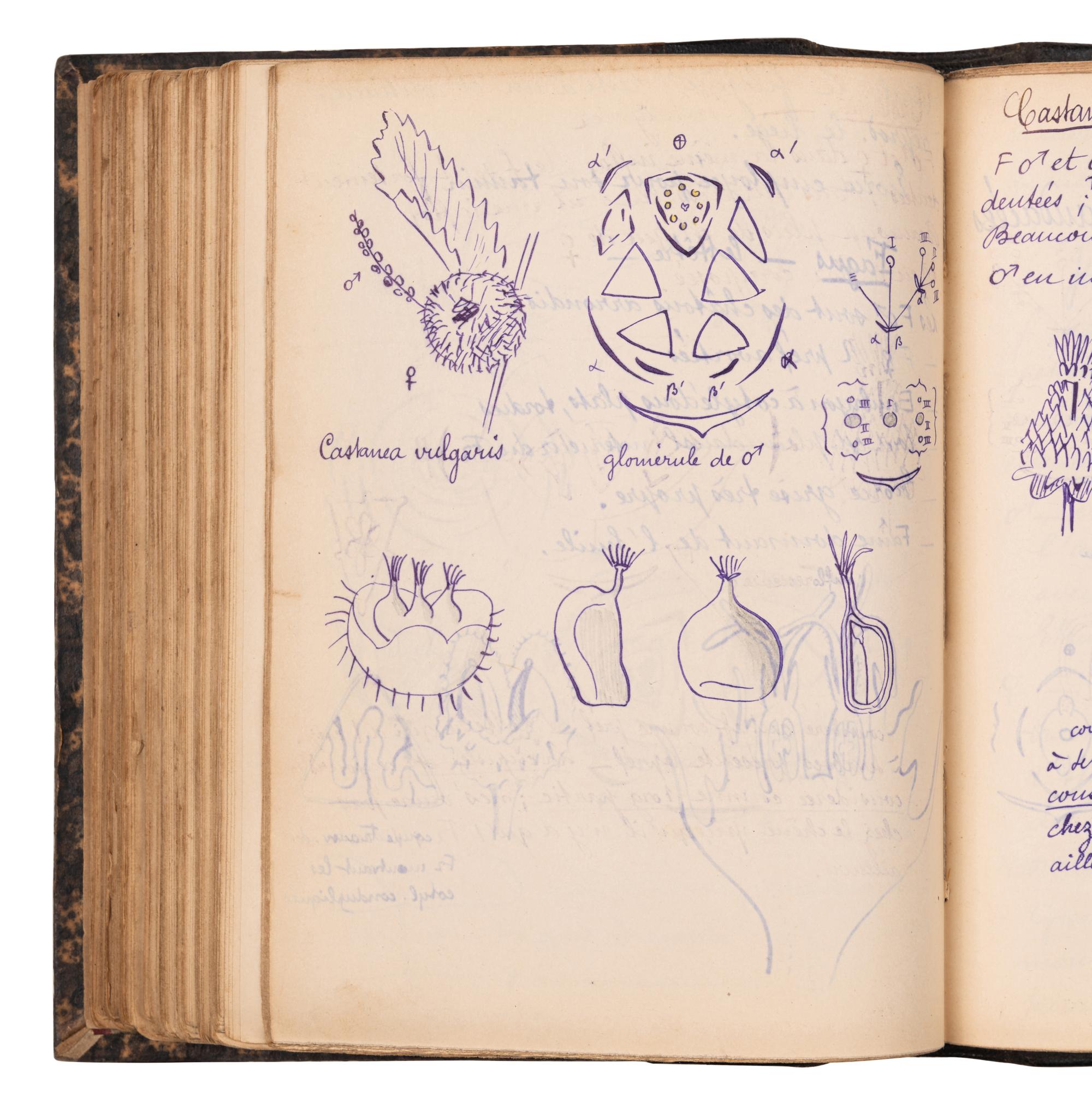 [BOTANY & GARDENING -- MANUSCRIPTS]. A group of 5 manuscripts, comprising: