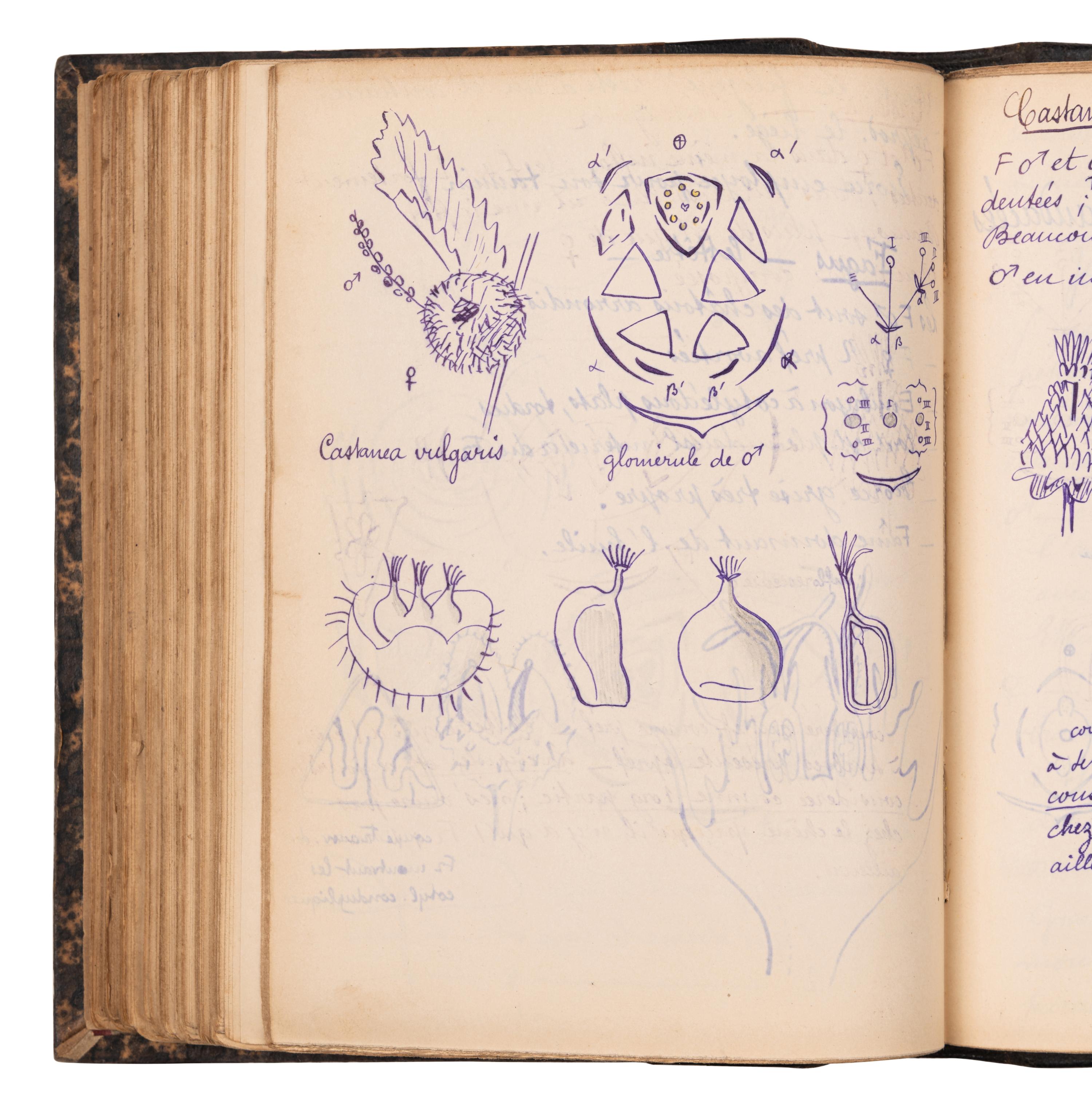 [BOTANY & GARDENING -- MANUSCRIPTS]. A group of 5 manuscripts, comprising: