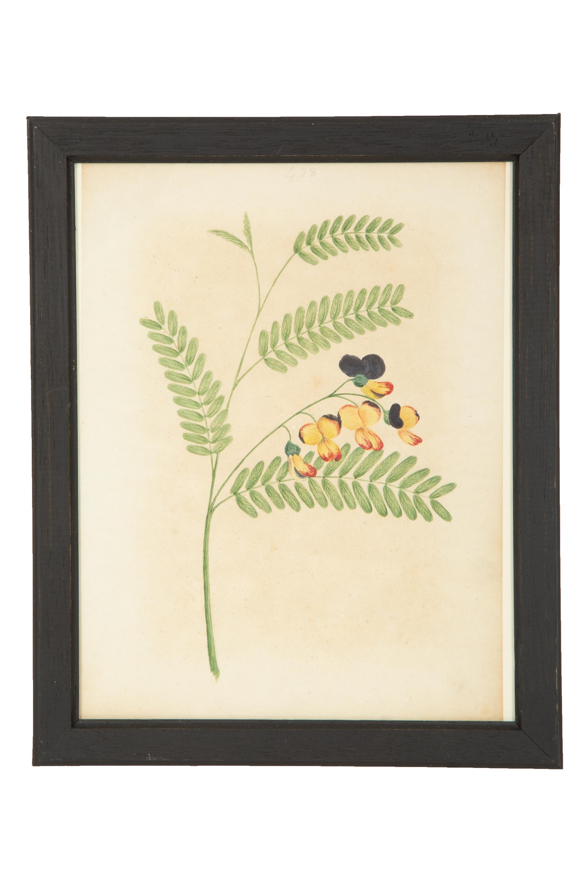 A Set of Eighteen Framed English Botanical Watercolor Illustrations