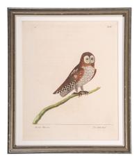 Five Eleazar Albin (English, 1690-1742) Hand Colored Engravings of Owls
