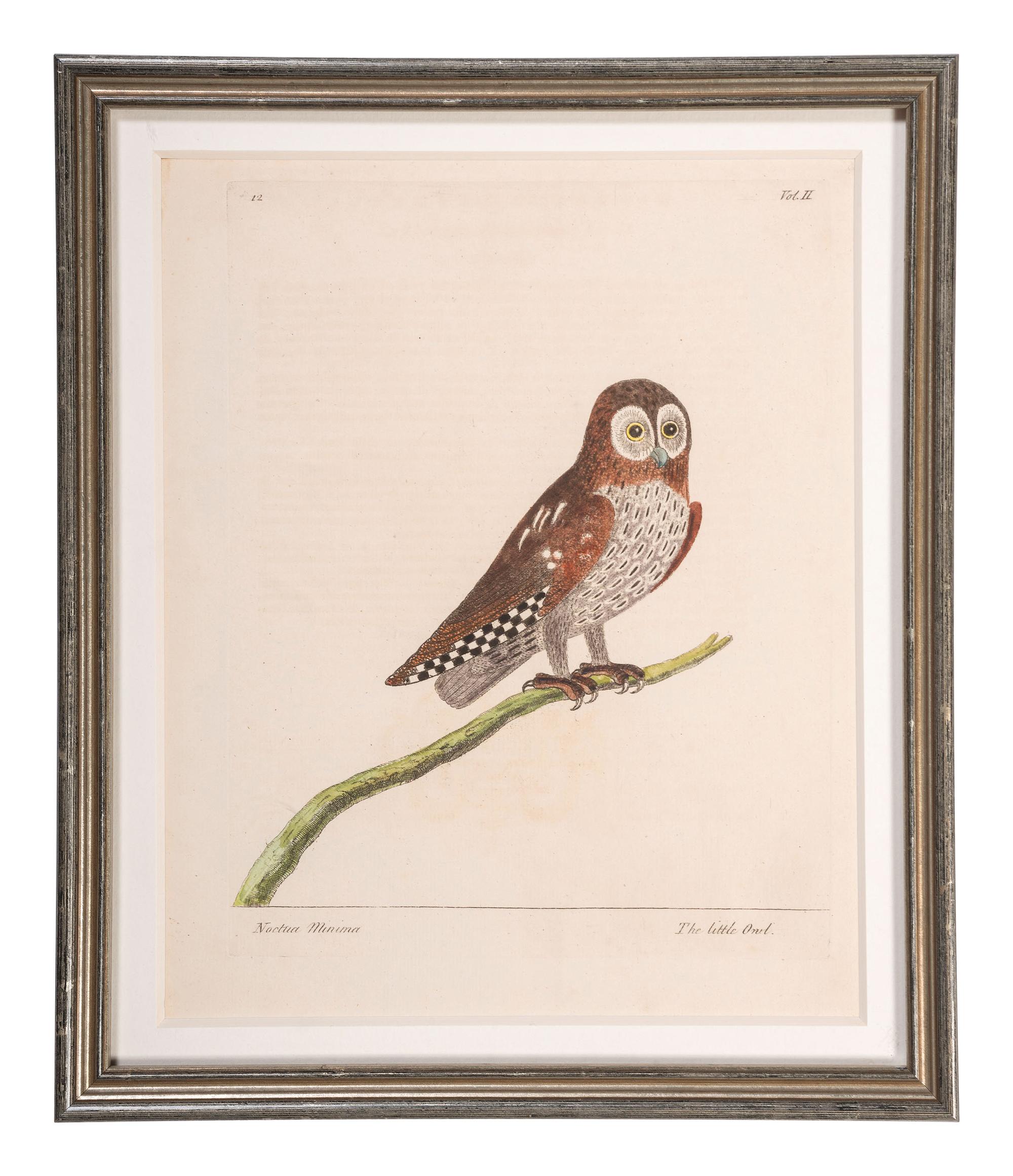 Five Eleazar Albin (English, 1690-1742) Hand Colored Engravings of Owls