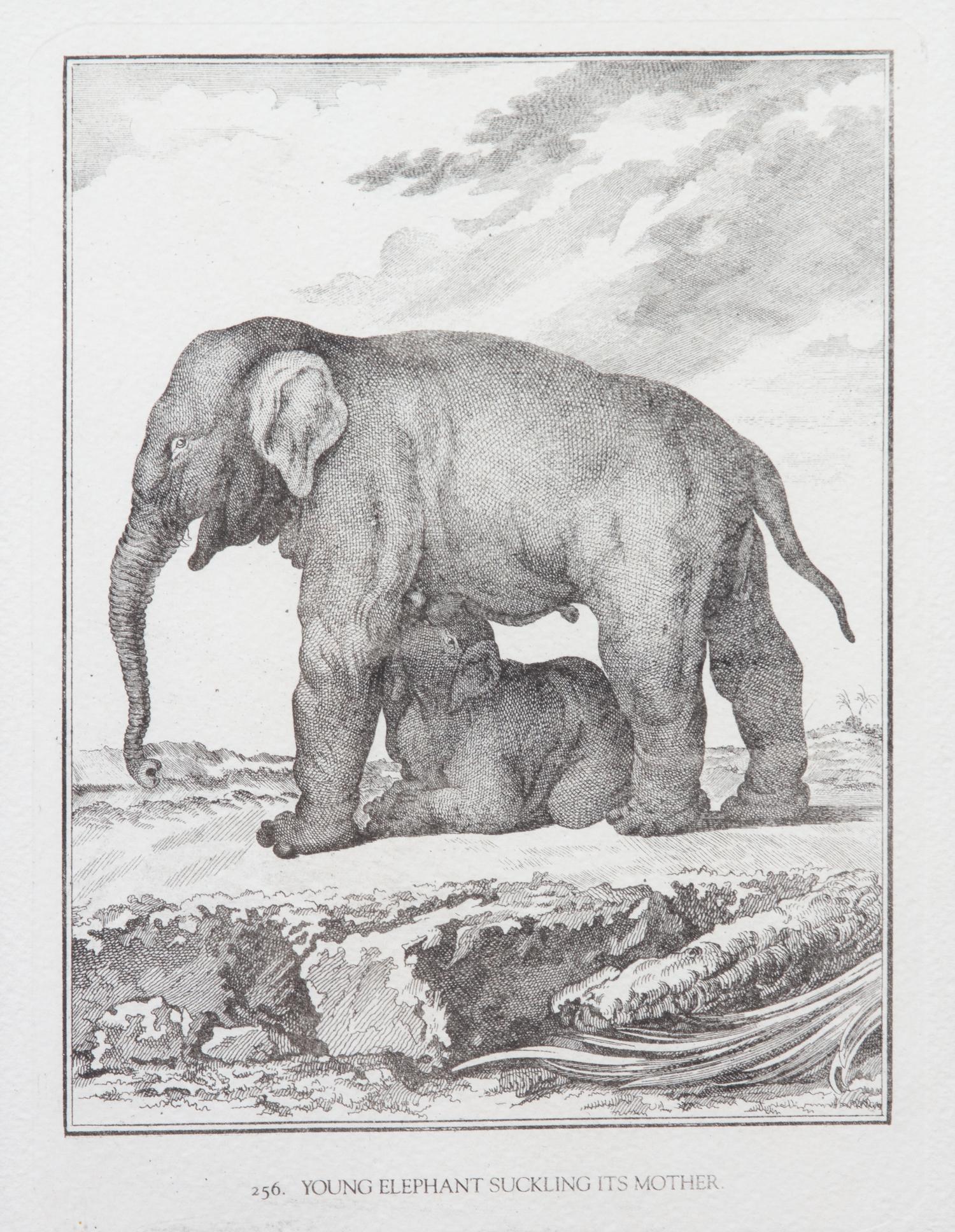 A Collection of Twenty Framed Black & White Animal Prints Framed size 21 3/4 x 19 1/2 inches. — 20TH CENTURY