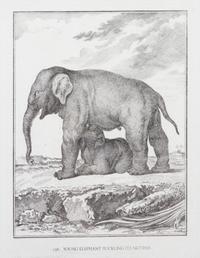 A Collection of Twenty Framed Black & White Animal Prints Framed size 21 3/4 x 19 1/2 inches. — 20TH CENTURY